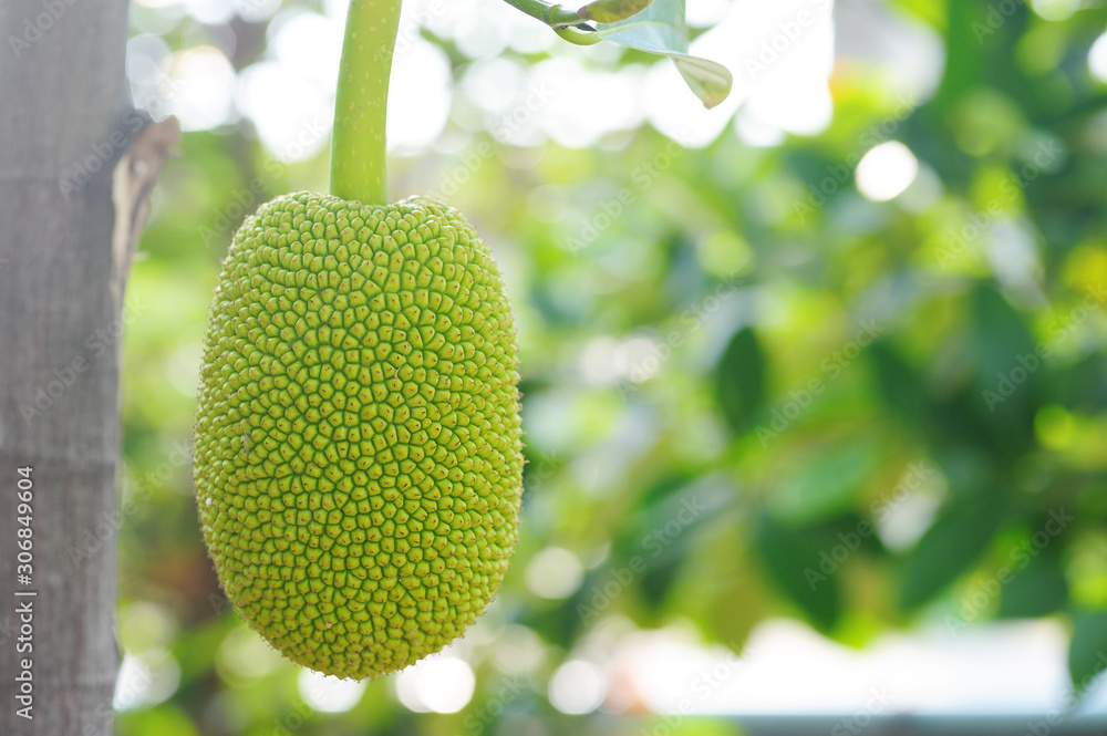 green jackfruit on a tree