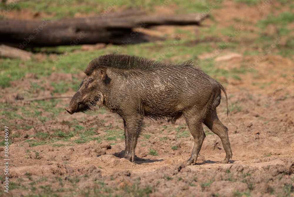 Wild boar after mud bath, Tadoba, Maharashtra, India Wild boar after mud bath, Tadoba, Maharashtra, India
