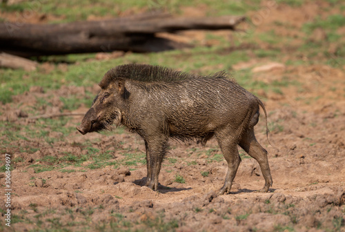 Wild boar after mud bath, Tadoba, Maharashtra, India © RealityImages