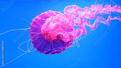 pink jellyfish swims in blue ocean sea, dangerous poisonous jellyfish Pelagia Noctiluca (Acalefo luminiscenta), Tenerife, Canary Island