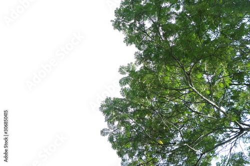 beautiful green branch of tree on white background have copy space for put text