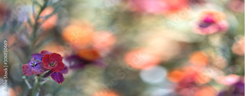 Abstrakter floraler Hintergrund / Banner mit bunten Lichtpunkten und viel Bokeh photo