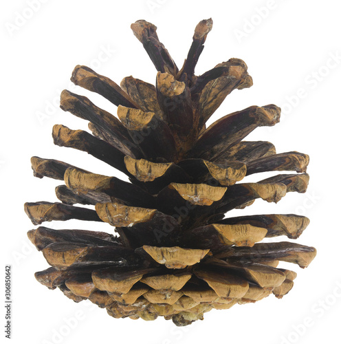Cones of Christmas tree, pine isolated on a white background close-up.