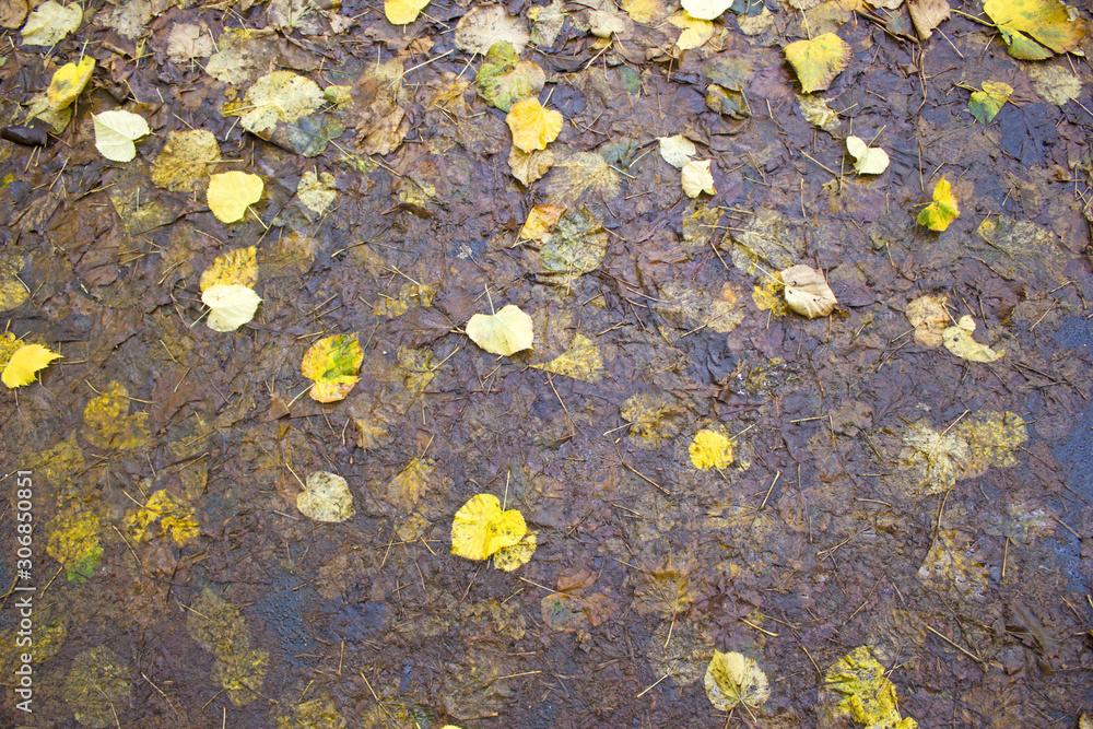 background with leaves on the wet asphalt background with leaves on the wet asphalt