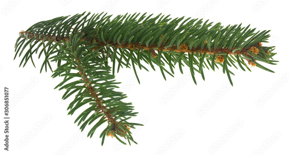 Green Christmas tree branch isolated on white background close-up.
