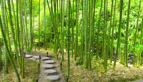 Stone footpath in bamboo garden, Hasedera temple, Kamakura, Japan