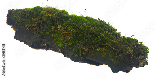 Green moss isolated on a white background close-up.