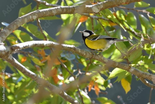 Green-backed Tit bird (Parus monticolus) photo