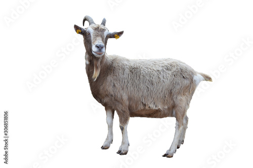 Stampa su tela portrait of a goat isolated on white background includding clipping path