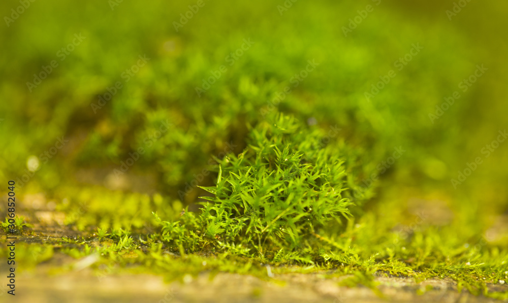 Green thickets of moss. Beautiful green moss on the field. Green thickets of moss. Beautiful green moss on the field.