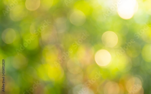 Close up Beautiful Bokeh From Tropical Nature For Background