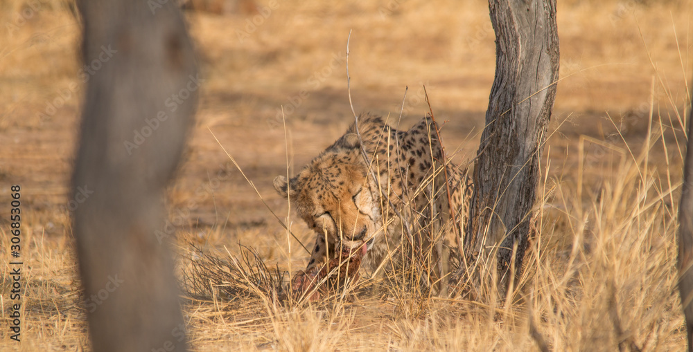 Cheetah in the Kalahari desert, Namibia, Africa Cheetah in the Kalahari desert, Namibia, Africa