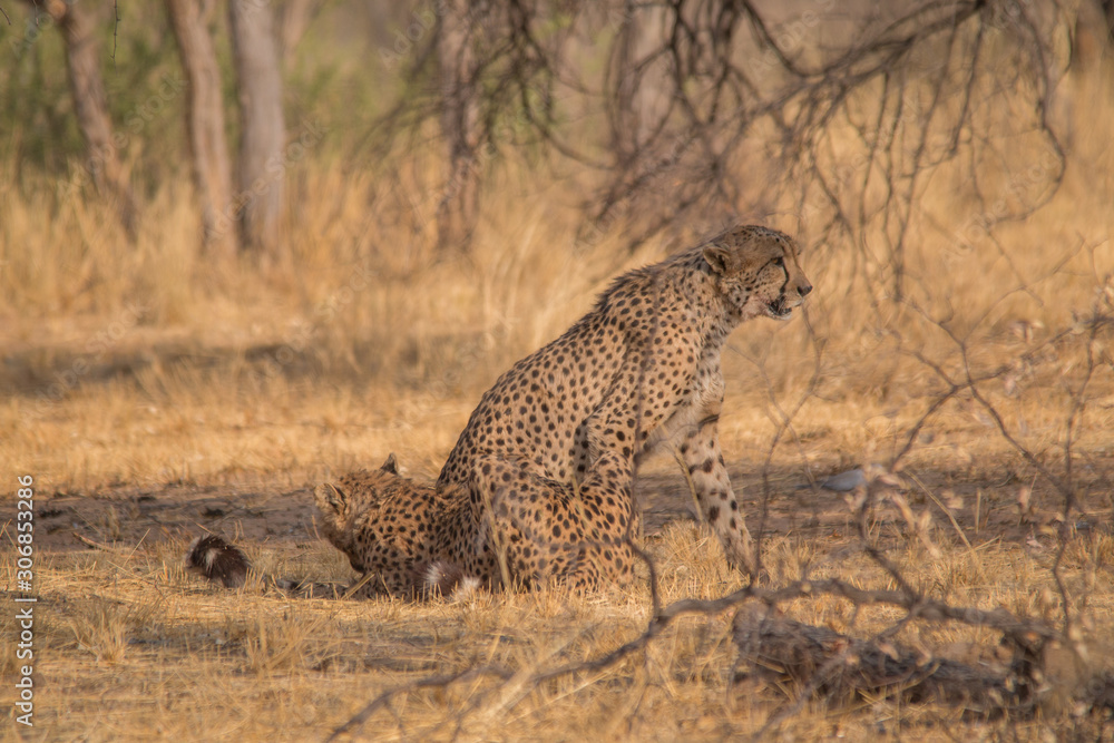 Naklejka premium Cheetah in the Kalahari desert, Namibia, Africa