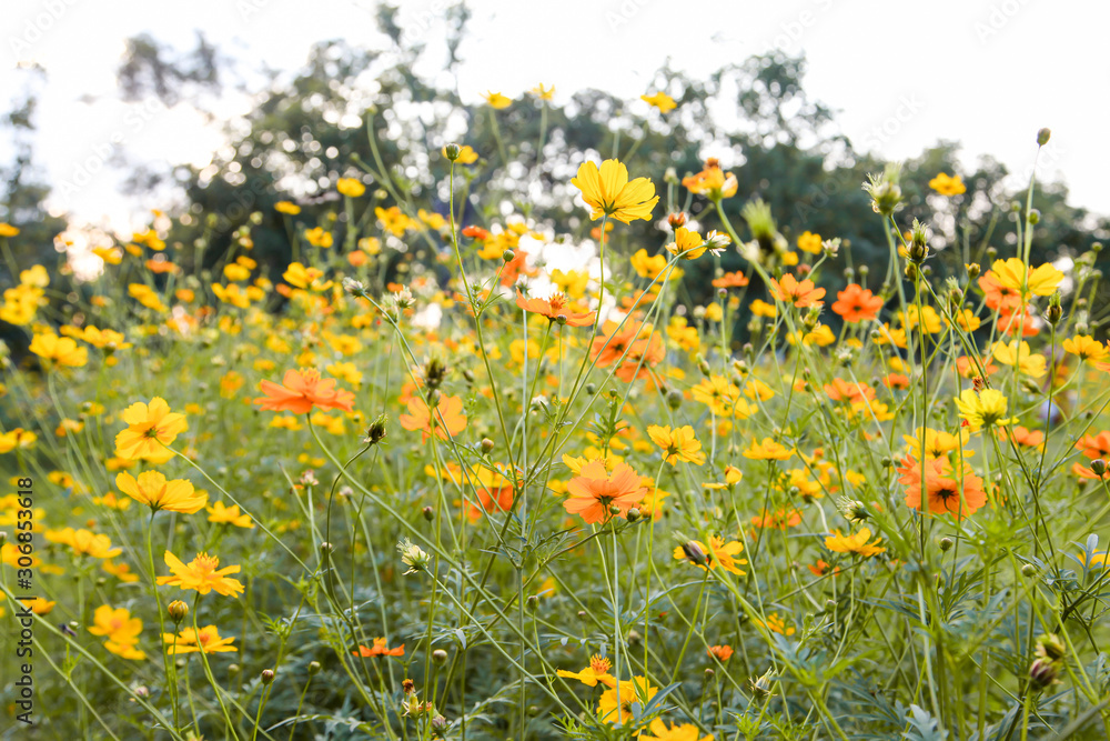Yellow beautiful cosmos flower field Yellow beautiful cosmos flower field