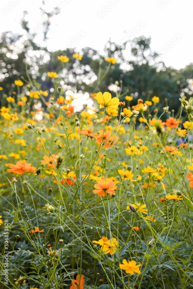 Yellow beautiful cosmos flower field