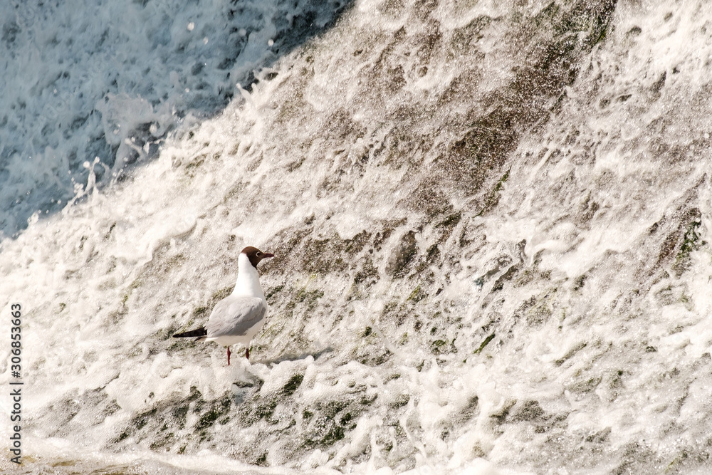 bird Seagull looks at the falling water on the dam bird Seagull looks at the falling water on the dam