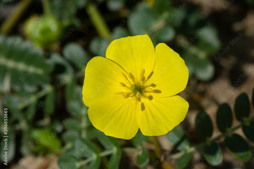 The yellow flower of devil's thorn plant. The yellow flower of devil's thorn plant.