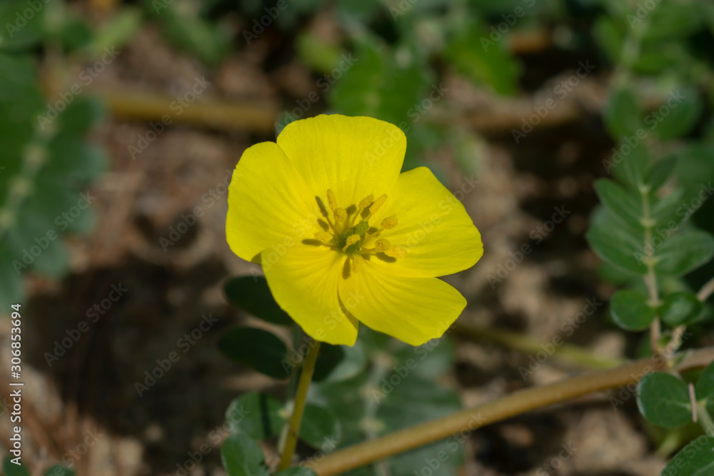 The yellow flower of devil's thorn plant. The yellow flower of devil's thorn plant.