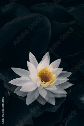 Close up water lily in dark leaves background.