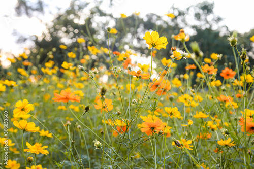 Yellow beautiful cosmos flower field © kwanbenz