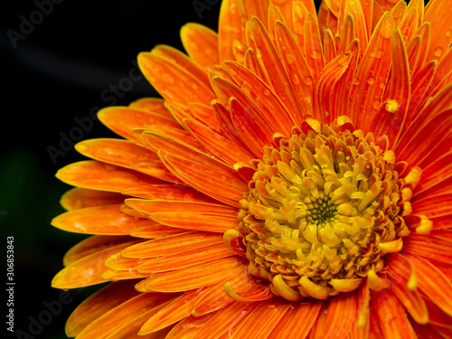 Close up petals of orange gerbera flower background.