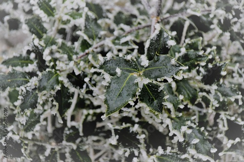 frost on the leaves