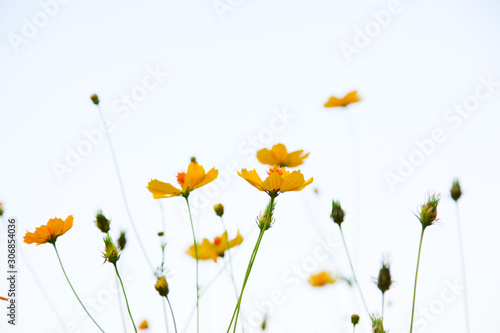 Yellow beautiful cosmos flower field