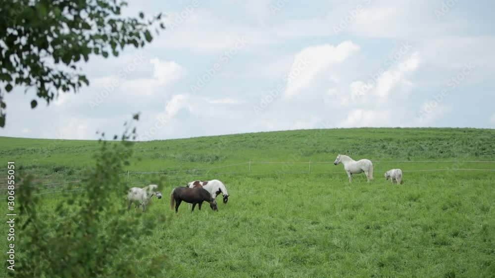 Beautiful horses eating grass in the green field. Beautifull sky on the background Beautiful horses eating grass in the green field. Beautifull sky on the background