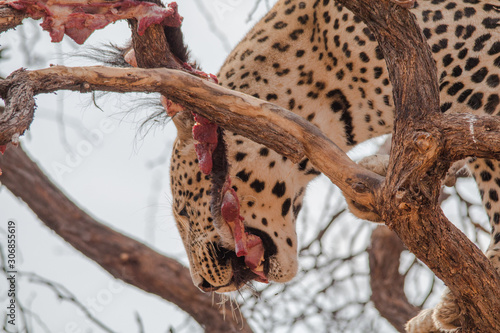 Leopard in the kalahari desert, Namibia, Africa © Tim on Tour