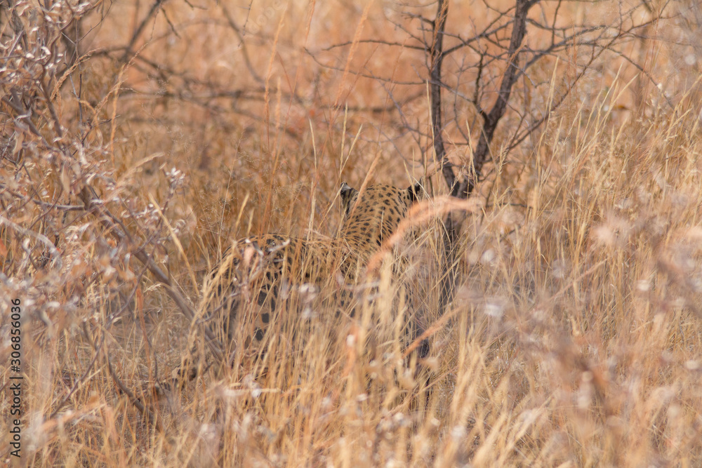 Obraz premium Leopard in the kalahari desert, Namibia, Africa