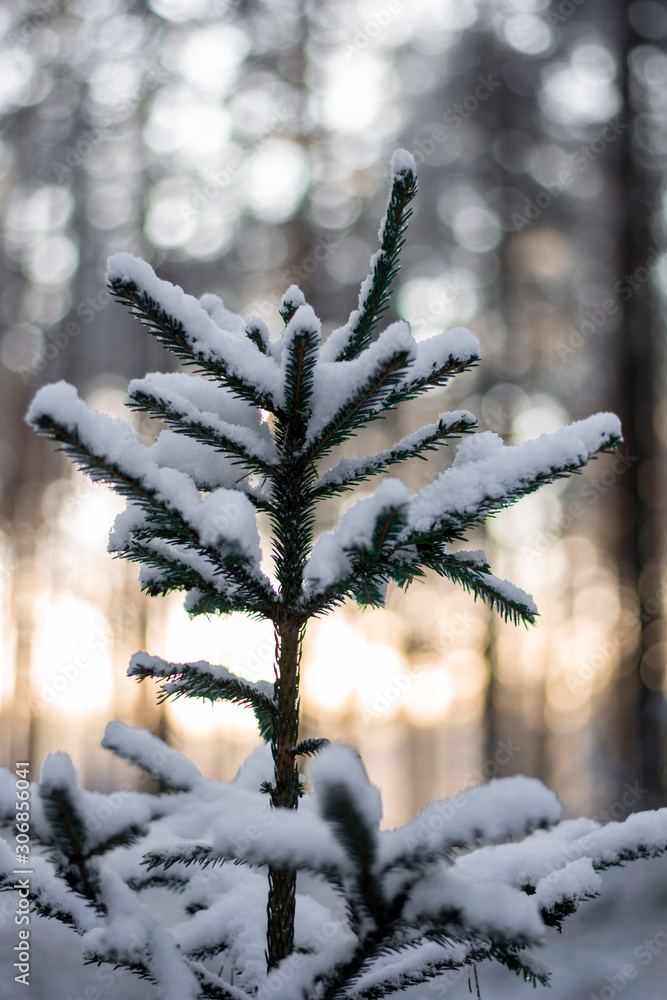 Close up of spruce tree top covered in snow on a cold Winter day. Bokeh,  blur and shallow depth of field. Sun shining through trees in the  background Stock Photo | Adobe