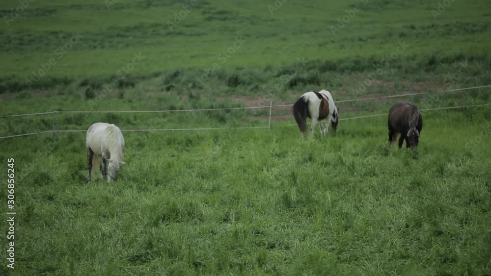 Horses grazing in the field inside white fence. Back view Horses grazing in the field inside white fence. Back view
