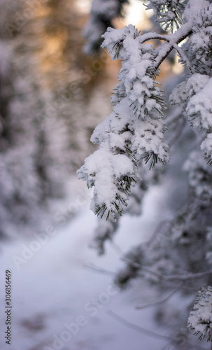 Close up of spruce tree branch with cones covered in snow on a cold Winter day. Bokeh, blur and shallow depth of field. Trail with trees and sunset in the background