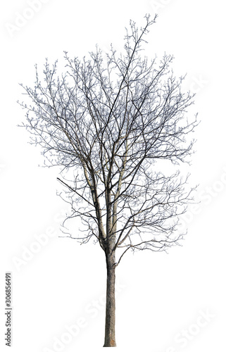 isolated bare dense winter maple tree