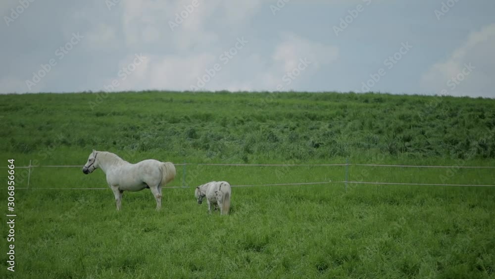 Brown horses eating grass on the green pasture Brown horses eating grass on the green pasture
