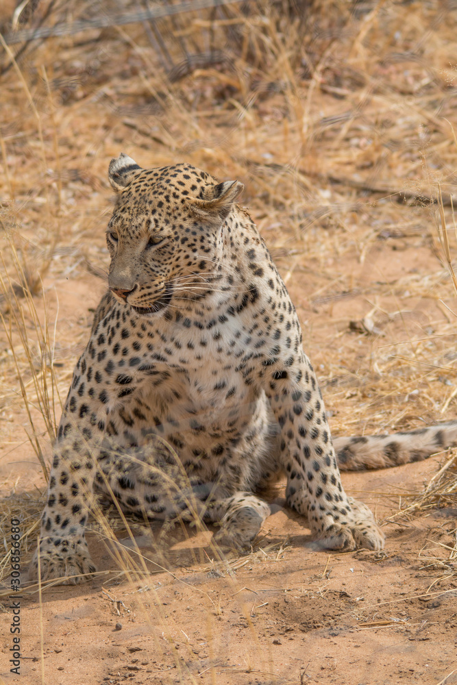 Leopard in the kalahari desert, Namibia, Africa Leopard in the kalahari desert, Namibia, Africa
