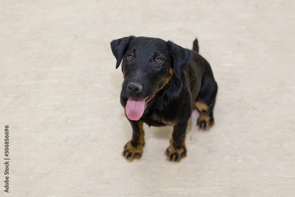 Cute deutscher jagdterrier is sitting on the flooring. Pet animals. Cute deutscher jagdterrier is sitting on the flooring. Pet animals.