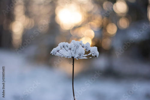 Close-up of frosty, snowed inflorescence flower during Winter. Sunshine with bokeh, blur and soft focus in the back. Shallow depth of field