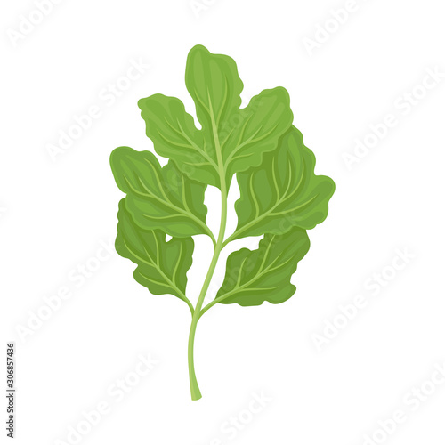 Parsnip Leaves Vector Illustrated Item. Detailed Agricultural Crop Drawing