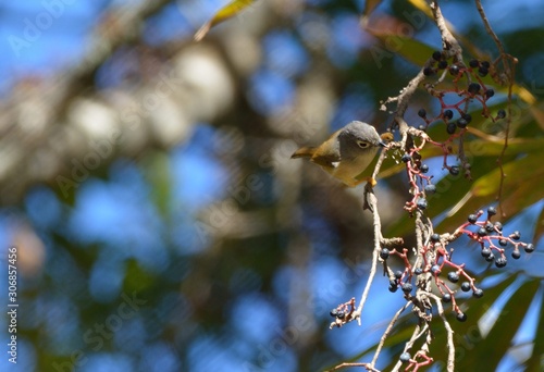 White-eye-framed gray bird (Alcippe morrisonia), a common bird in the mountains of Taiwan photo