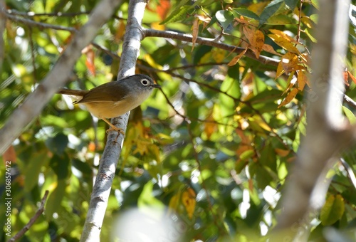White-eye-framed gray bird (Alcippe morrisonia), a common bird in the mountains of Taiwan photo