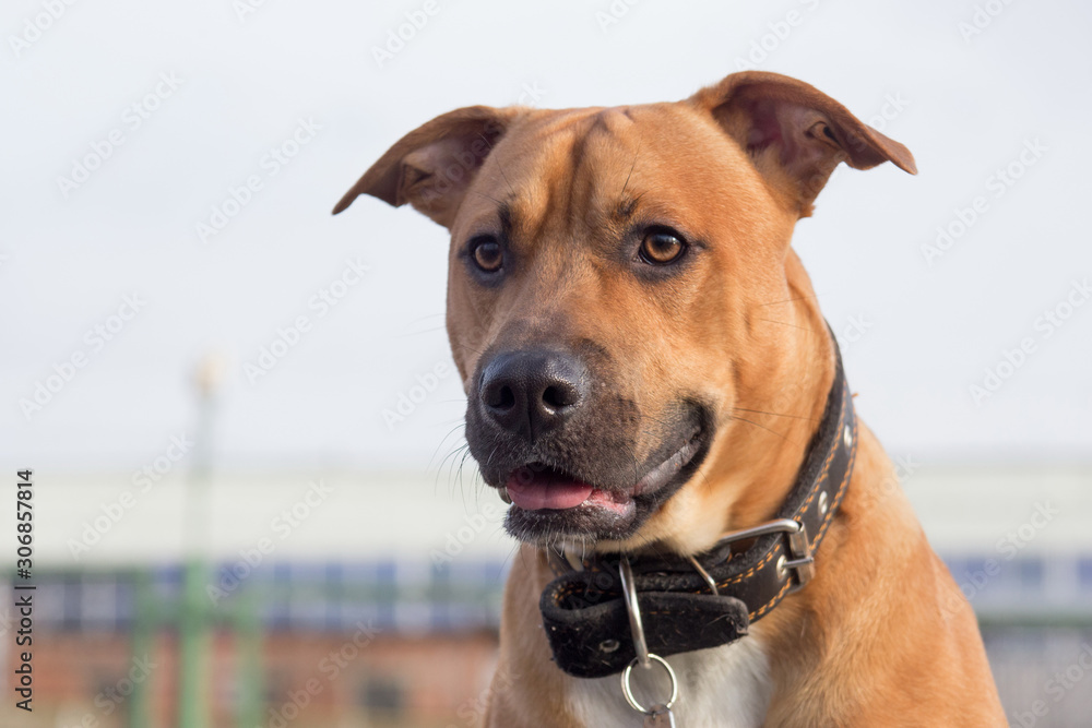 Portrait of american pit bull terrier puppy. Close up. Pet animals. Portrait of american pit bull terrier puppy. Close up. Pet animals.