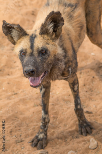 African wild dog in the kalahari, Namibia, Africa