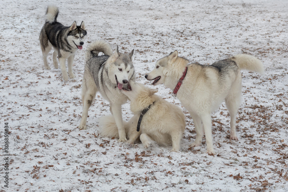 Three siberian husky and multibred dog are playing in the winter park. Three siberian husky and multibred dog are playing in the winter park.