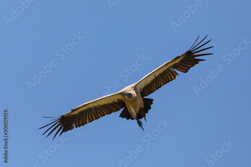 White-headed Vulture  Trigonoceps occipitalis  in flight  Kenya  Africa