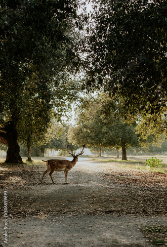 Close up of beautiful young deer in natural park of Migliarino San Rossore Massaciuccoli, Italy  photo