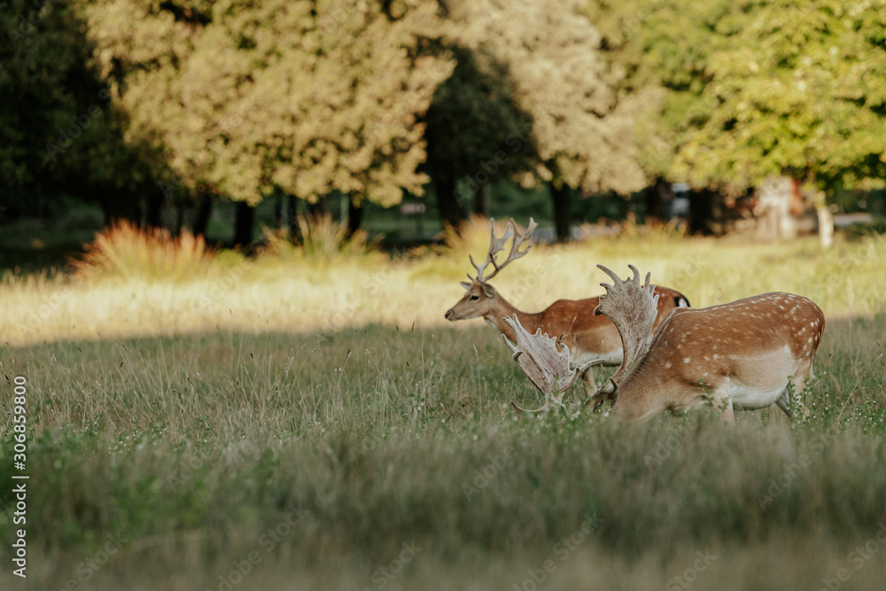 Close up of beautiful young deer in natural park of Migliarino San Rossore Massaciuccoli, Italy Close up of beautiful young deer in natural park of Migliarino San Rossore Massaciuccoli, Italy