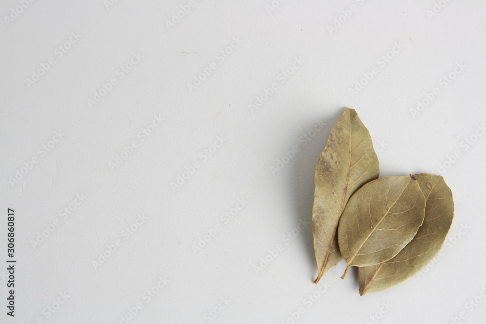 bay leaves on white background