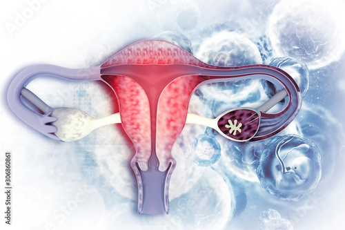Female uterus. Reproductive system photo