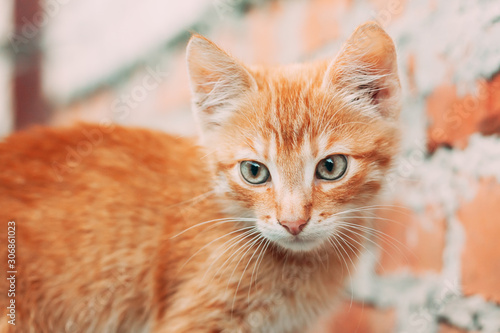 Fototapeta Naklejka Na Ścianę i Meble -  Cute Tabby Red Ginger Cat Sitting Outdoor In Summer Evening